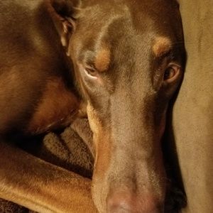 Meet your Posher, Judy